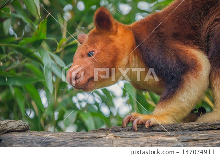 Goodfellow's Tree Kangaroo, portrait of very cute rare red animal. Goodfellow's Tree Kangaroo, portrait of very cute rare red animal. 137074911