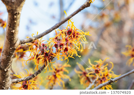 A close-up of the yellow flowers of witch hazel Jelena blooming in early spring A close-up of the yellow flowers of witch hazel Jelena blooming in early spring 137074920