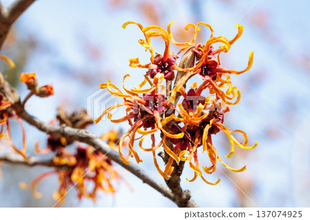 A close-up of the yellow flowers of witch hazel Jelena blooming in early spring A close-up of the yellow flowers of witch hazel Jelena blooming in early spring 137074925