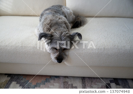 Sleepy small dog resting on sofa in cozy minimalist home interior Sleepy small dog resting on sofa in cozy minimalist home interior 137074948