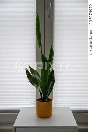 Snake plant in ceramic pot on white surface in minimalist interior Snake plant in ceramic pot on white surface in minimalist interior 137074950