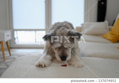 Small gray dog waiting for treat on bed in cozy home interior 137074952