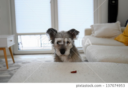 Small gray dog waiting for treat on bed in cozy home interior 137074953