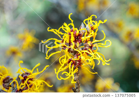 早春森林中盛開的黃色金縷梅花的特寫 137075005