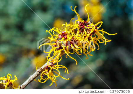 Close-up of yellow flowering Witch hazel (Hamamelis nina) flowers blooming in a forest in early spring 137075006