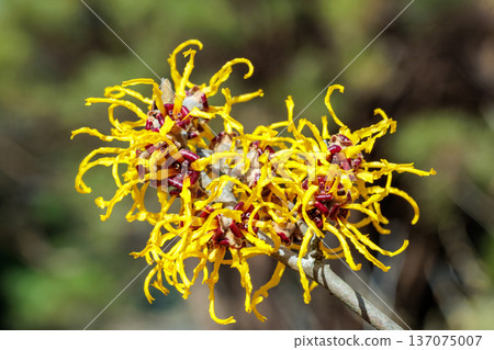 Close-up of yellow flowering Witch hazel (Hamamelis nina) flowers blooming in a forest in early spring 137075007