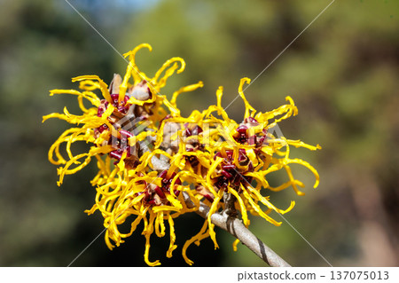 Close-up of yellow flowering Witch hazel (Hamamelis nina) flowers blooming in a forest in early spring Close-up of yellow flowering Witch hazel (Hamamelis nina) flowers blooming in a forest in early spring 137075013