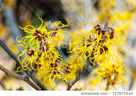 Close-up of yellow flowering Witch hazel (Hamamelis nina) flowers blooming in a forest in early spring 137075014