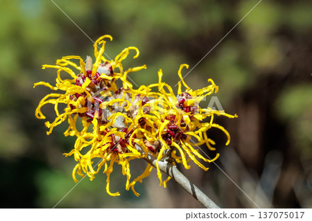 Close-up of yellow flowering Witch hazel (Hamamelis nina) flowers blooming in a forest in early spring 137075017