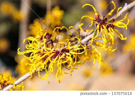 Close-up of yellow flowering Witch hazel (Hamamelis nina) flowers blooming in a forest in early spring Close-up of yellow flowering Witch hazel (Hamamelis nina) flowers blooming in a forest in early spring 137075018
