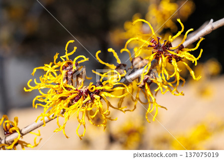 Close-up of yellow flowering Witch hazel (Hamamelis nina) flowers blooming in a forest in early spring 137075019