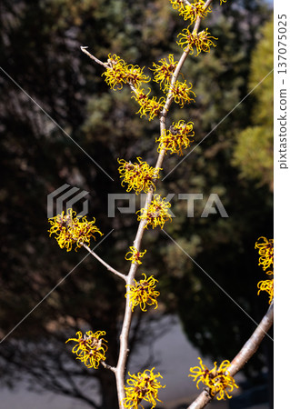 Witch Hazel Nina has yellow flowers that bloom in early spring. Witch Hazel Nina has yellow flowers that bloom in early spring. 137075025