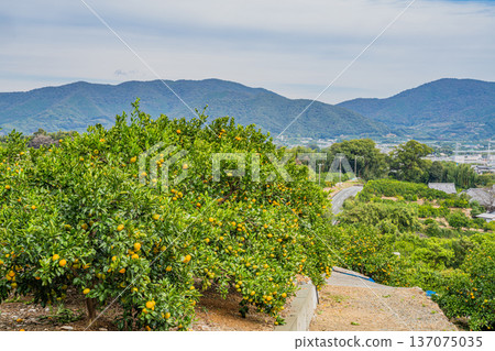 濱松市(靜岡縣)的三花蜜柑 濱松市(靜岡縣)的三花蜜柑 137075035