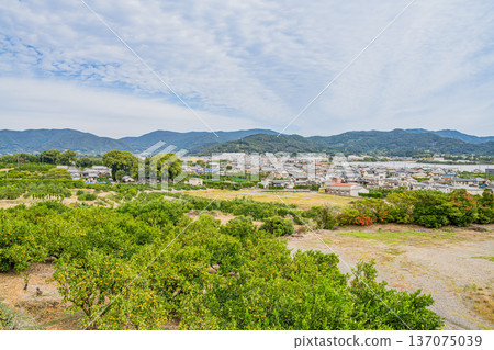 濱松市（靜岡縣）的三花蜜柑 137075039