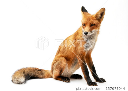 The Beautiful Fox The Beautiful Fox 137075044