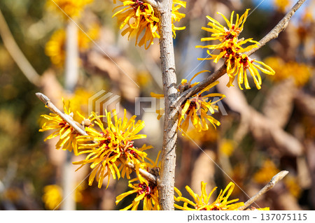 Yellow Witch Hazel Rakuo flowers bloom in early spring Yellow Witch Hazel Rakuo flowers bloom in early spring 137075115