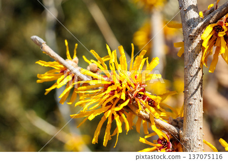 Yellow Witch Hazel Rakuo flowers bloom in early spring 137075116