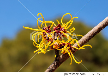 Witch Hazel Vesna has yellow flowers that bloom in early spring. Witch Hazel Vesna has yellow flowers that bloom in early spring. 137075130