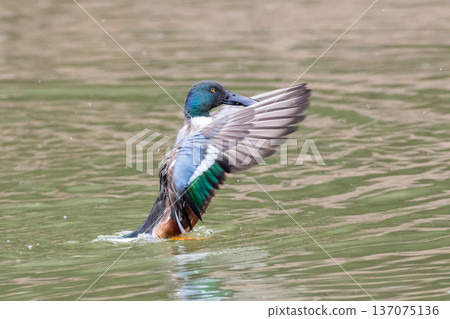 [Northern Shoveler] A male broad-billed duck flapping its wings near the water 137075136