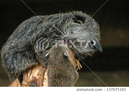 Binturong Arctictis binturong Adult sleeping at the top of a dead tree. Binturong Arctictis binturong Adult sleeping at the top of a dead tree. 137075191