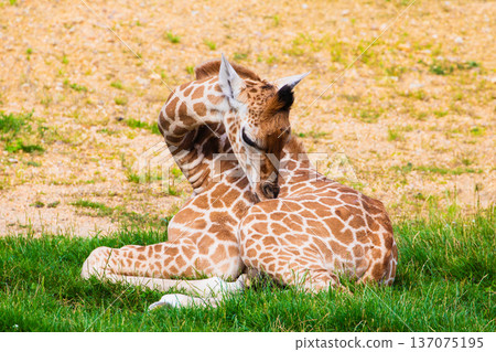 family of Giraffe Giraffa camelopardalis,with a baby. sticking out blue tongue 137075195