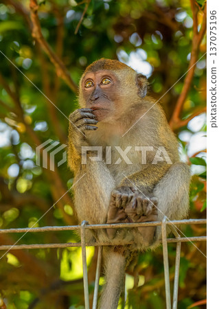 young baby crabeater macaque in selective focus.in natural habitat 137075196