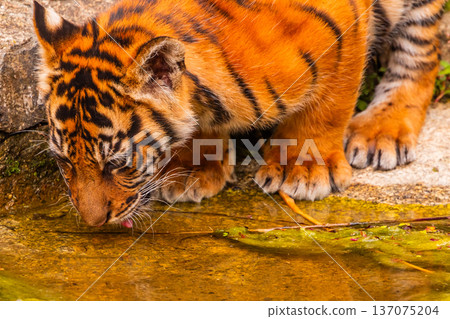 Sumatran tiger family with two little cubs Sumatran tiger family with two little cubs 137075204