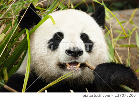 giant black and white panda is eating bamboo. Large animal closeup giant black and white panda is eating bamboo. Large animal closeup 137075206