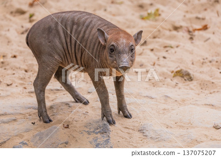 Young wild boar walking on sandy ground in natural habitat Young wild boar walking on sandy ground in natural habitat 137075207