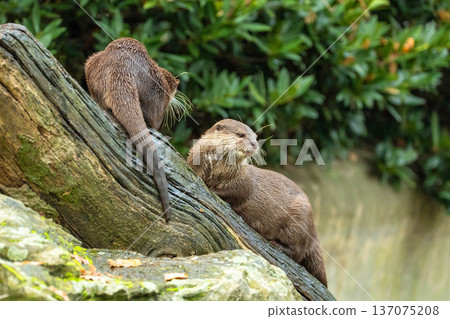 Asian small clawed otter Amblonyx cinerea, small clawed otter 137075208