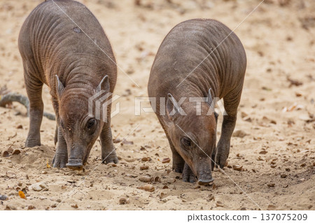 Two young wild boars foraging on sandy ground in natural habitat Two young wild boars foraging on sandy ground in natural habitat 137075209