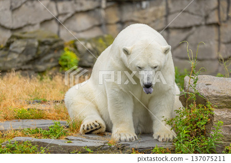 Polar bear sitting on rocky terrain surrounded by grass and greenery 137075211