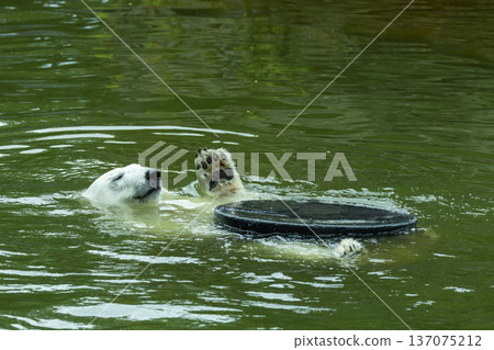 Polar bear swimming in water with playful expression and floating object Polar bear swimming in water with playful expression and floating object 137075212