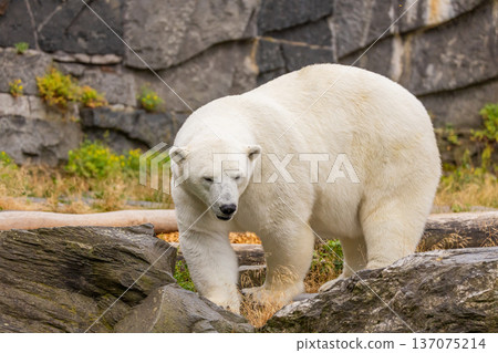 Polar bear walking on rocky terrain with green foliage in natural habitat Polar bear walking on rocky terrain with green foliage in natural habitat 137075214