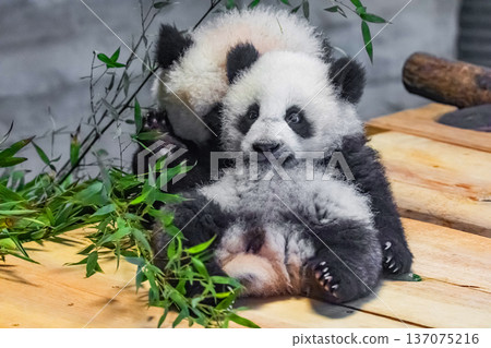 two sweet cubs Giant Pandas Playful and adorable at a zoo two sweet cubs Giant Pandas Playful and adorable at a zoo 137075216