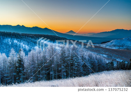 Trees with frost from Kirigamine Venus Line in the dead of winter and Mount Fuji at dawn 137075232