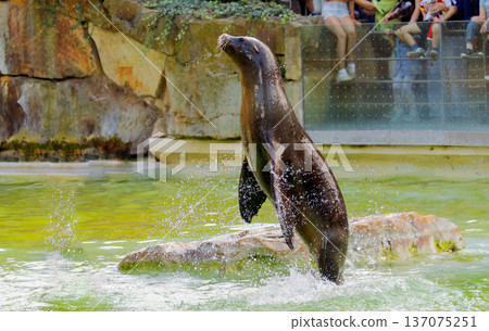 Sea lion jumping out of water creating splash in aquatic environment Sea lion jumping out of water creating splash in aquatic environment 137075251