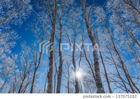 The frost on the birch trees sparkling in the morning sun on the Kirigamine Plateau in winter 137075283