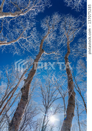 冬日的霧峰高原,白樺樹上的霜花在晨曦中閃閃發光。 冬日的霧峰高原,白樺樹上的霜花在晨曦中閃閃發光。 137075285