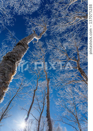 The frost on the birch trees sparkling in the morning sun on the Kirigamine Plateau in winter 137075288