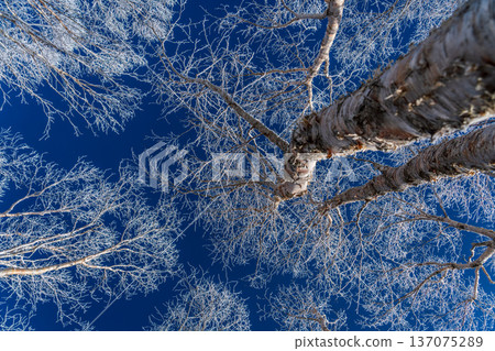 The frost on the birch trees sparkling in the morning sun on the Kirigamine Plateau in winter The frost on the birch trees sparkling in the morning sun on the Kirigamine Plateau in winter 137075289