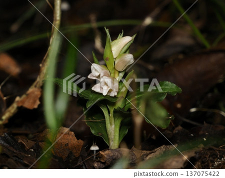 Akebono syriacus under the forest Akebono syriacus under the forest 137075422