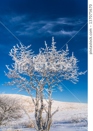 Kirigamine Plateau Kurumayama Marsh, where frost-covered trees sparkle in the depths of winter 137075670
