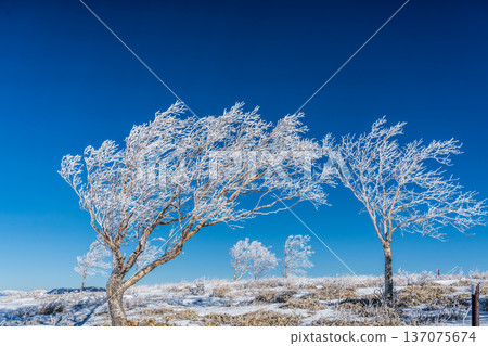 Kirigamine Plateau Kurumayama Marsh, where frost-covered trees sparkle in the depths of winter 137075674