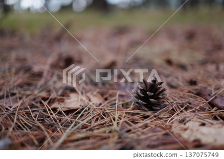 Pine cones lying on dead leaves Pine cones lying on dead leaves 137075749