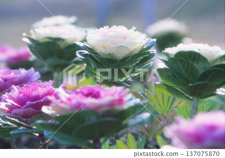 Chrysanthemum photographed on positive film Chrysanthemum photographed on positive film 137075870