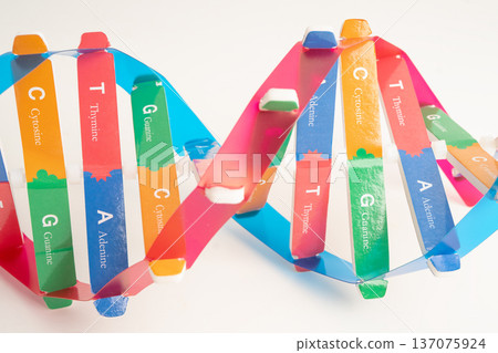 DNA molecule spiral structure model isolated on white background, chromosome and gene chemical science biology. 137075924