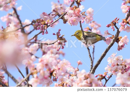 一隻美麗的繡眼鳥棲息在河津櫻花枝頭，藍天白雲，構成了一幅美麗的春日景象。 137076079