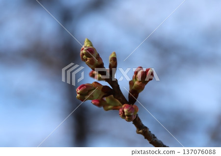 冬日公園盛開的河津櫻紅色花苞 冬日公園盛開的河津櫻紅色花苞 137076088