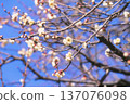 Plum blossoms photographed on positive film 137076098